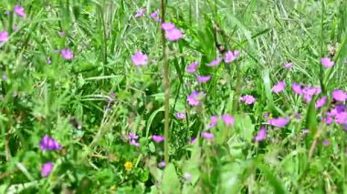Yaz otlağındaki farklı çiçeklerin görüntülerini kapat