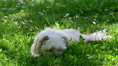 Tatlı köpek yaz günü dışarıda eğleniyor.