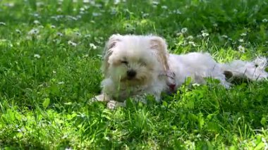 Tatlı köpek yaz günü dışarıda eğleniyor.