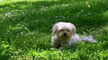 Tatlı köpek yaz günü dışarıda eğleniyor.