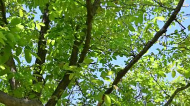 Parkta yaprakları olan yeşil ağaçların görüntülerini kapat