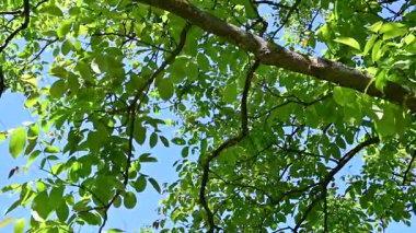 Parkta yaprakları olan yeşil ağaçların görüntülerini kapat