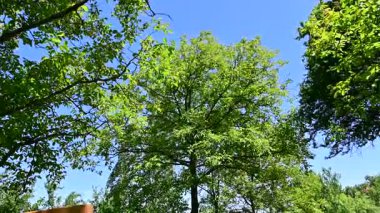 Parkta yaprakları olan yeşil ağaçların görüntülerini kapat