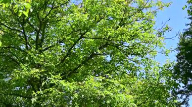 Parkta yaprakları olan yeşil ağaçların görüntülerini kapat