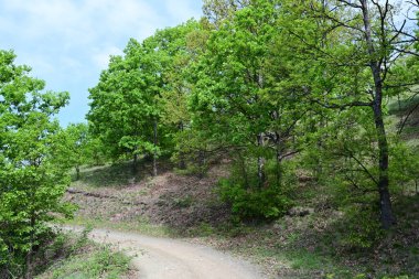 Yaz ormanının üzerinde parlayan parlak gün ışığı.
