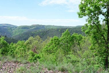 Yaz mevsimi boyunca güneş ışığıyla ıslanmış bir orman..