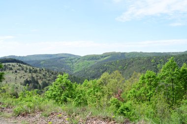 Yaz mevsimi boyunca güneş ışığıyla ıslanmış bir orman..
