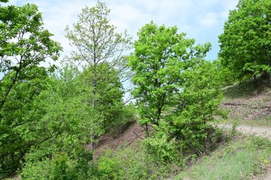 Yaz mevsimi boyunca güneş ışığıyla ıslanmış bir orman..