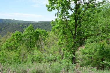 Yaz mevsimi boyunca yeşil ormanın gündüz çekimleri