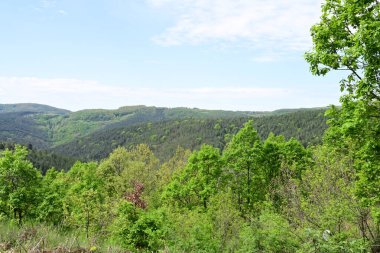 Yaz mevsimi boyunca güneş ışığıyla ıslanmış bir orman..