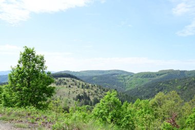 Bereketli yeşil bir ormanın yaz günü manzarası.