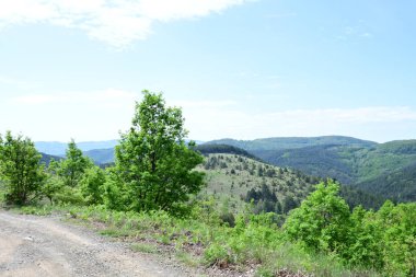 Parlak yaz gökyüzünün altında yemyeşil bir gölgelik.