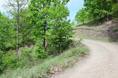 Bereketli yeşil bir ormanın yaz günü manzarası.