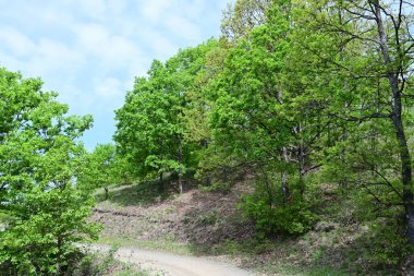 Yaz aylarında yetişen güneşli bir orman..