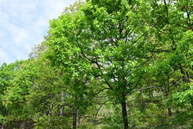 Gelişmekte olan yeşil bir ormanda ılık bir yaz günü.