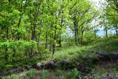 Yaz aylarında yetişen güneşli bir orman..
