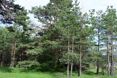 Güneşin altındaki bir çam ormanının sakin bir yaz fotoğrafı..