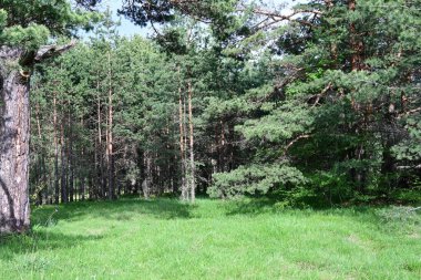 Güneşin altındaki bir çam ormanının sakin bir yaz fotoğrafı..