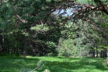 Güneşli bir yaz gününde huzurlu bir çam korusu fotoğraflandı..