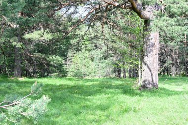 Güneşli bir yaz gününde huzurlu bir çam korusu fotoğraflandı..