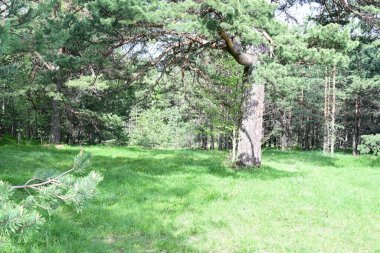 Yazın bir çam ağacı ormanının huzurlu gündüz fotoğrafı..