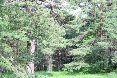 Yazın bir çam ağacı ormanının huzurlu gündüz fotoğrafı..
