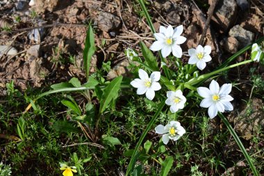 Bahar bahçesinde açan güzel çiçeklerin yakın plan görüntüsü, doğa manzarası               