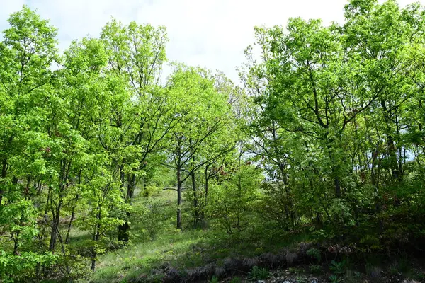 Yaz ormanının üzerinde parlayan parlak gün ışığı.