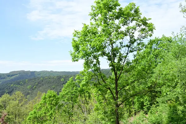 Yaz aylarında yetişen güneşli bir orman..