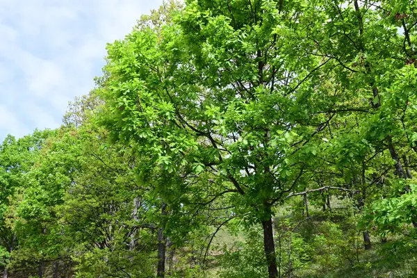 Gelişmekte olan yeşil bir ormanda ılık bir yaz günü.