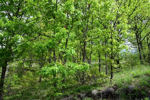 Yazın bir çam ağacı ormanının huzurlu gündüz fotoğrafı..