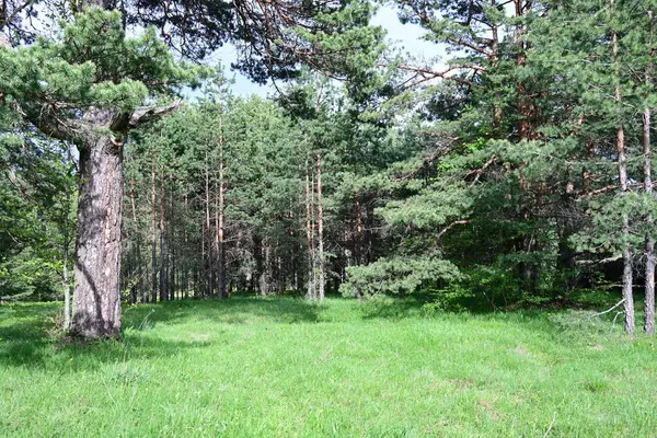 Gündüzleri bir çam ormanında yakalanan yumuşak bir yaz anı.