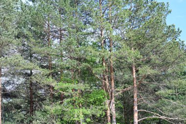 Yazın bir çam ağacı ormanının huzurlu gündüz fotoğrafı..