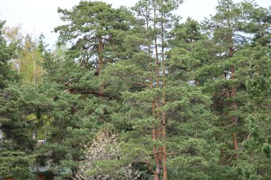 Yaz mevsiminde çam ağaçlarının sessiz bir gündüz çekimi.