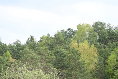 Yaz yapraklarında ağaçlar gün ışığında yakalanır..