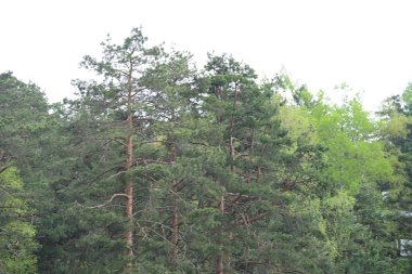 Canlı bir orman sahnesi yaz güneşinde yıkandı..