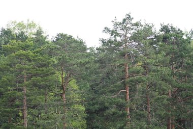 Canlı bir orman sahnesi yaz güneşinde yıkandı..