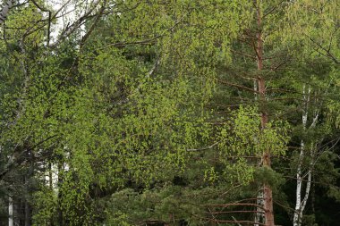 Yaz yapraklarında ağaçlar gün ışığında yakalanır..