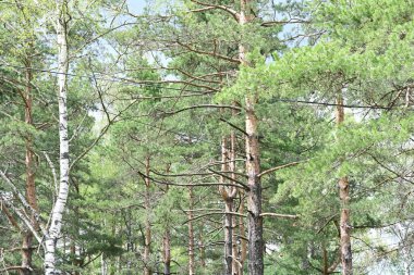 Yaz boyunca parlak ve havadar bir orman sahnesi.