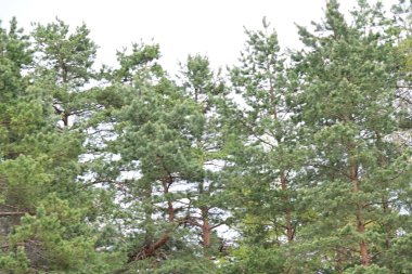 Yazın gelişen bir ormanın gündüz görüntüsü..