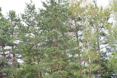 Canlı bir orman sahnesi yaz güneşinde yıkandı..