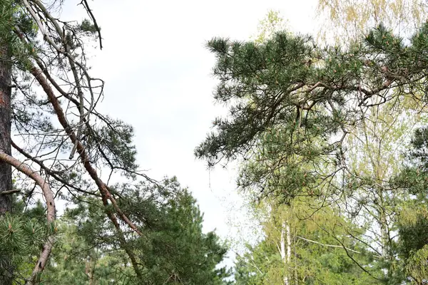 Sakin bir çam ormanının yer aldığı yaz günışığı sahnesi.