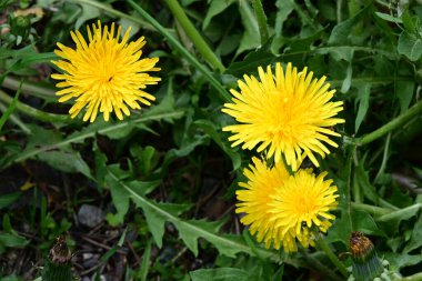 Sarı dandelion bir çayırda 