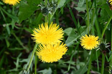 Sarı dandelion bir çayırda 