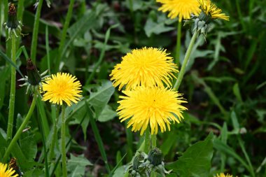 Sarı dandelion bir çayırda 