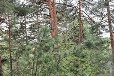 Yaz mevsimi doğası. Ağaçlı orman