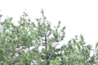 Yaz mevsimi doğası. Ağaçlı orman