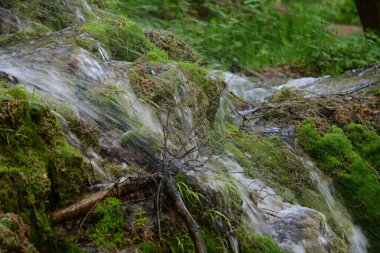 Berrak doğal su, zengin orman manzarasından akıyor.
