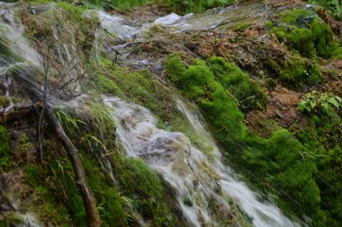 Akan su, ormanın altında gün ışığında parlıyor.