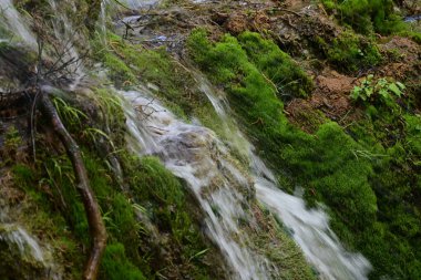 Akan su, ormanın altında gün ışığında parlıyor.